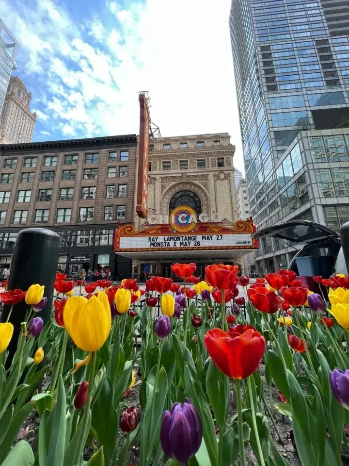 Aiuola di tulipani davanti all’insegna del Chicago Theatre, tra i grattacieli